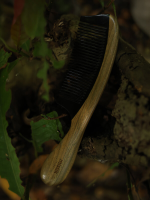 Rosewood Handle & Cow Horn Tooth Wooden Comb Rosewood Handle & Cow Horn Tooth Wooden Comb